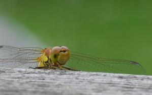 Un sympetrum